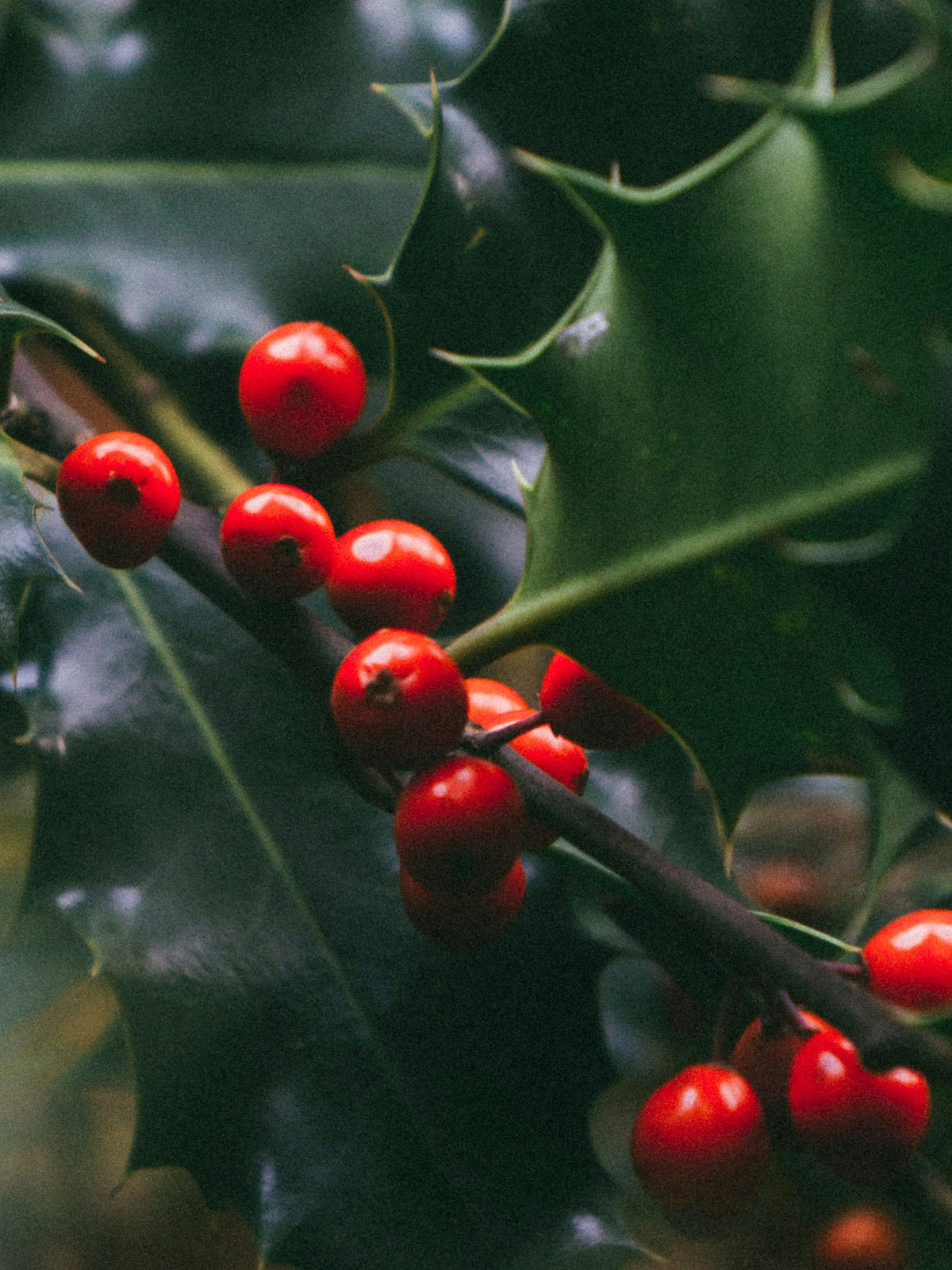 Mistletoe Kiss