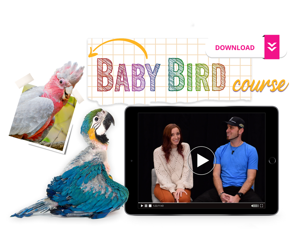 The Baby Bird Course