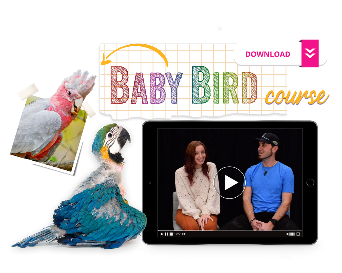 The Baby Bird Course