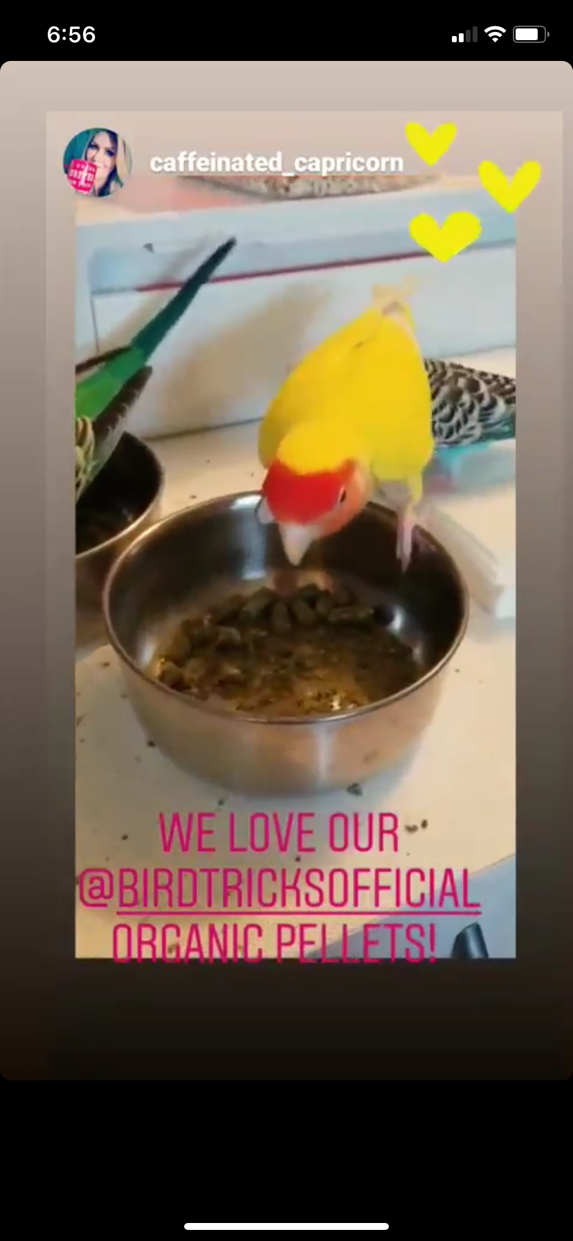 The Parrot Natural Nutrition Course