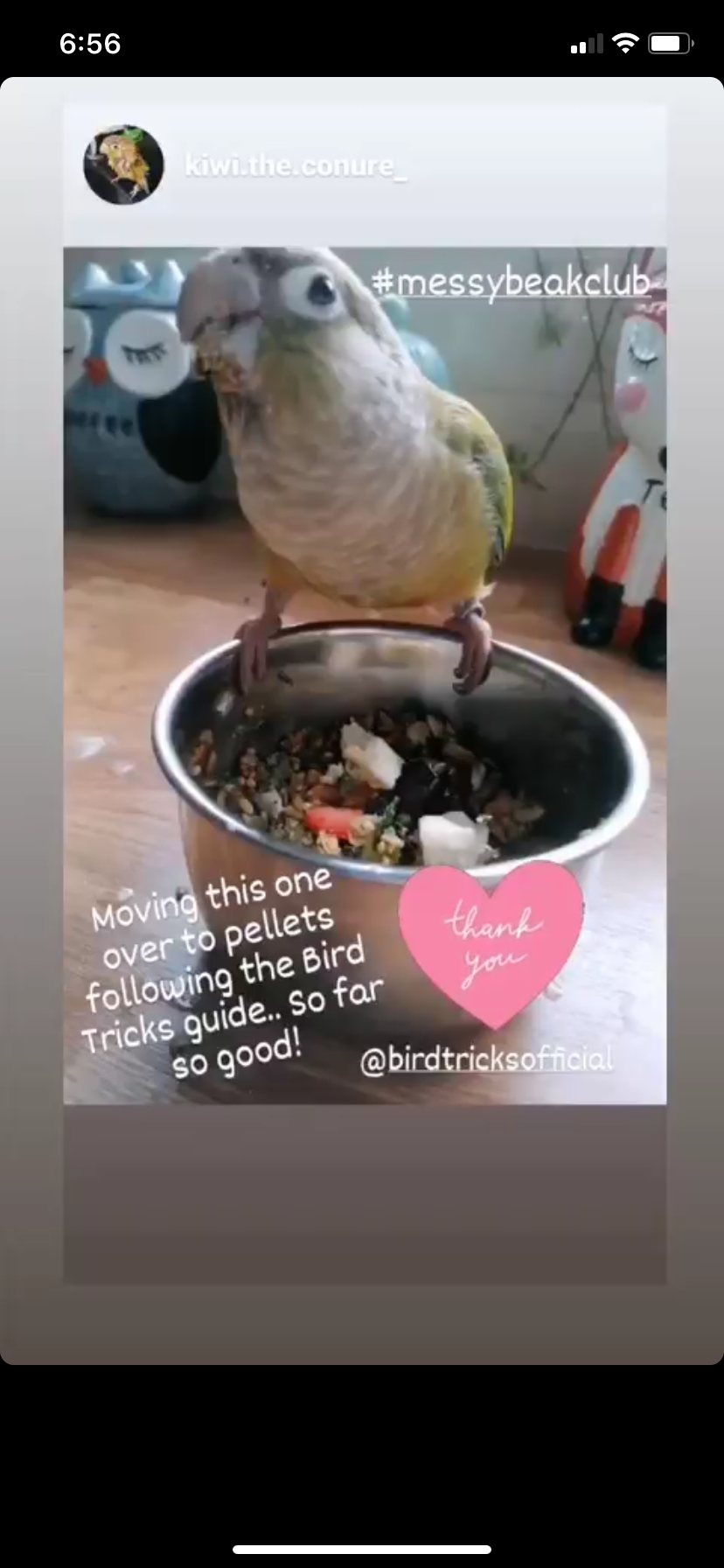 The Parrot Natural Nutrition Course