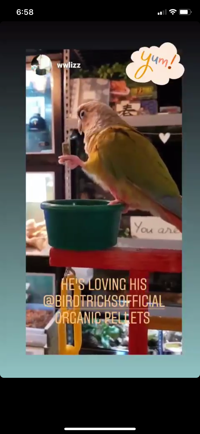 The Parrot Natural Nutrition Course