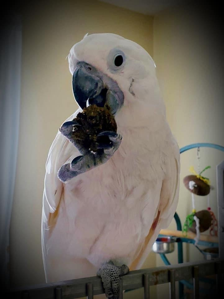 Organic Birdie Bread Bundles