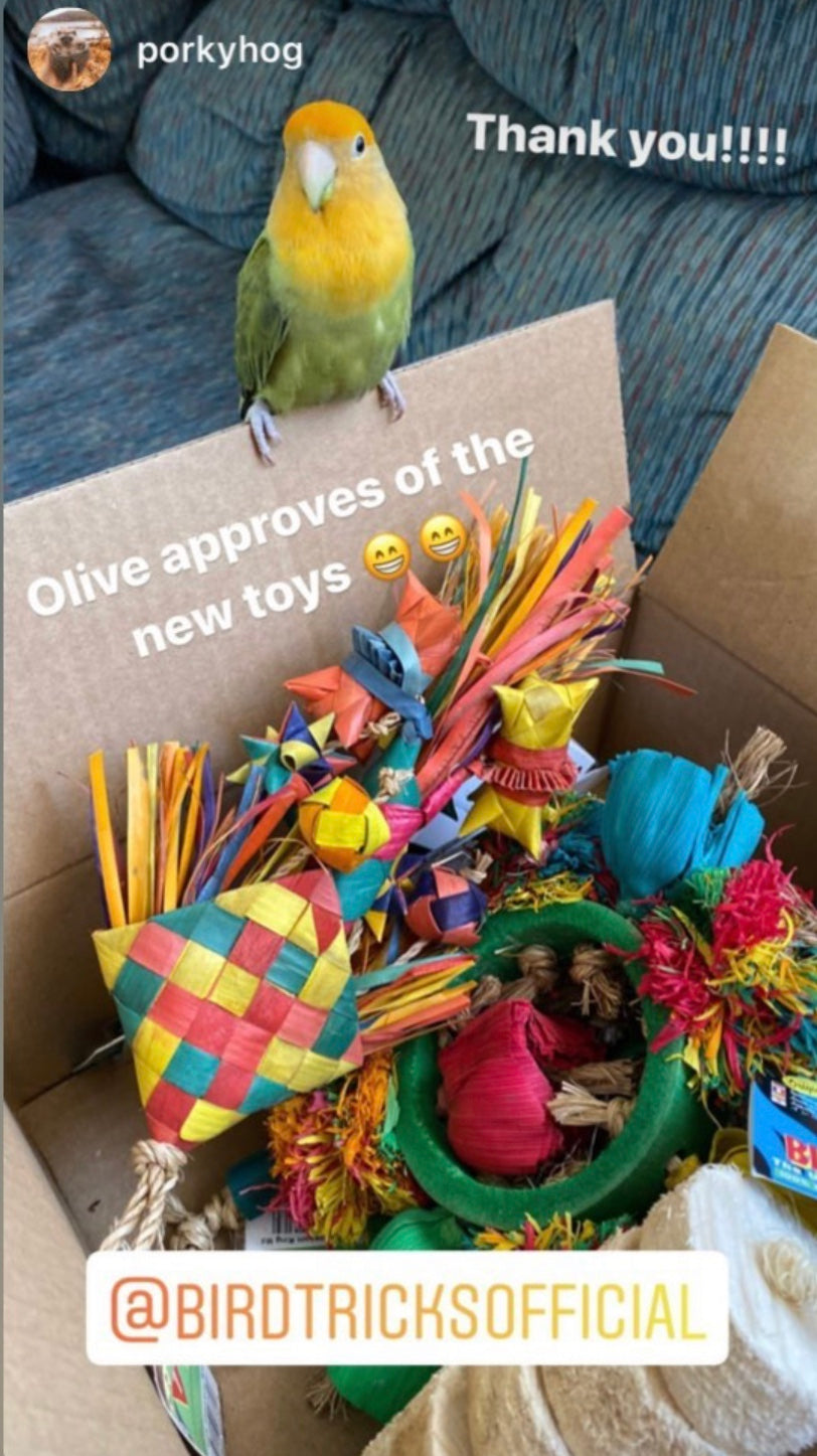 Premium All-Natural Parrot Toys (Bundle of 3)