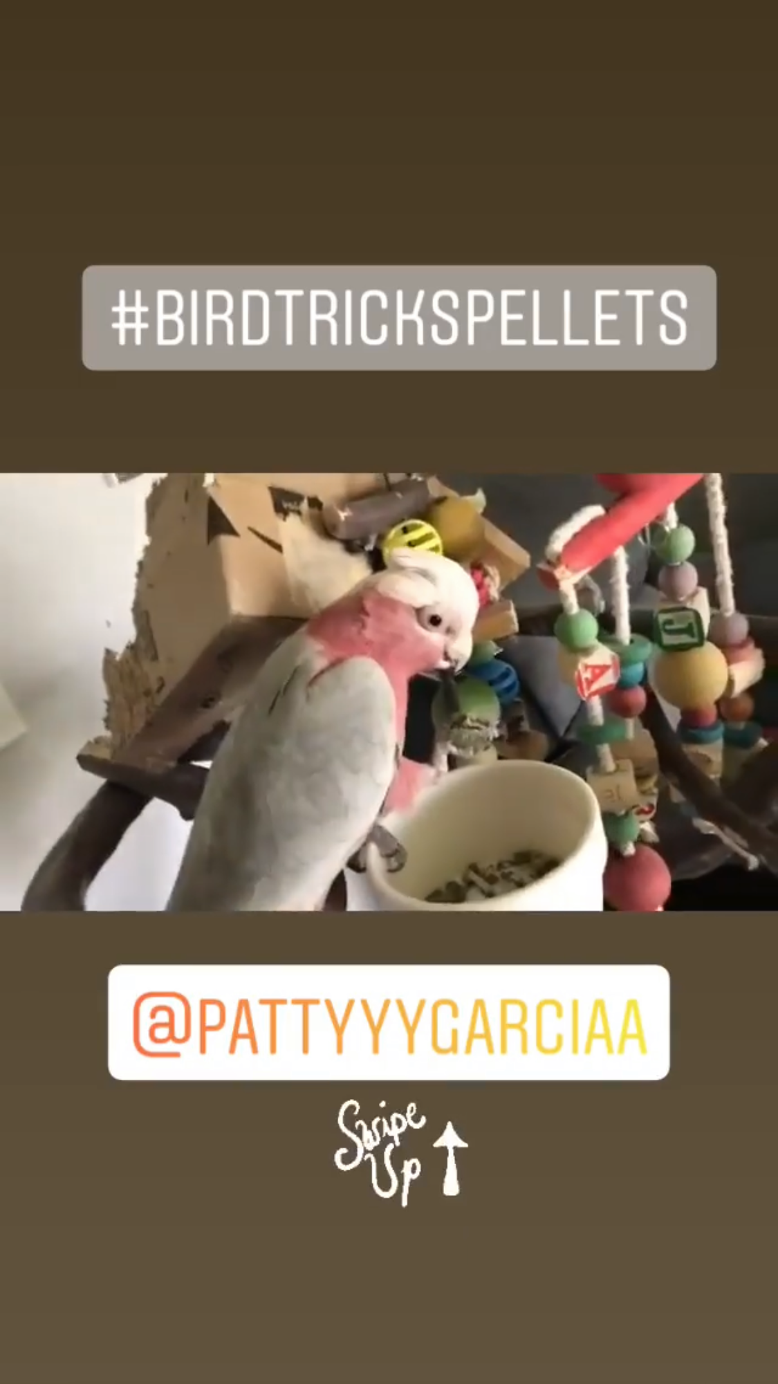 Organic Parrot Pellets (8lbs)