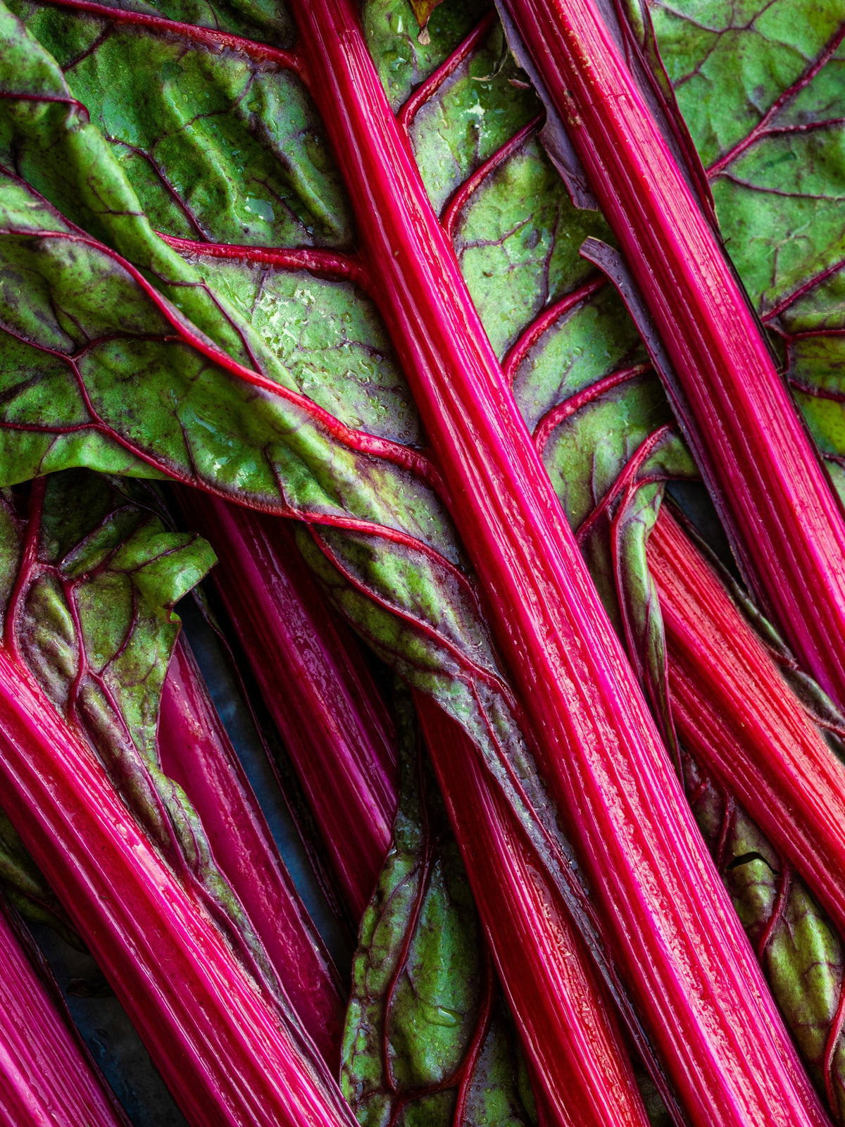 Close-up of rhubarb