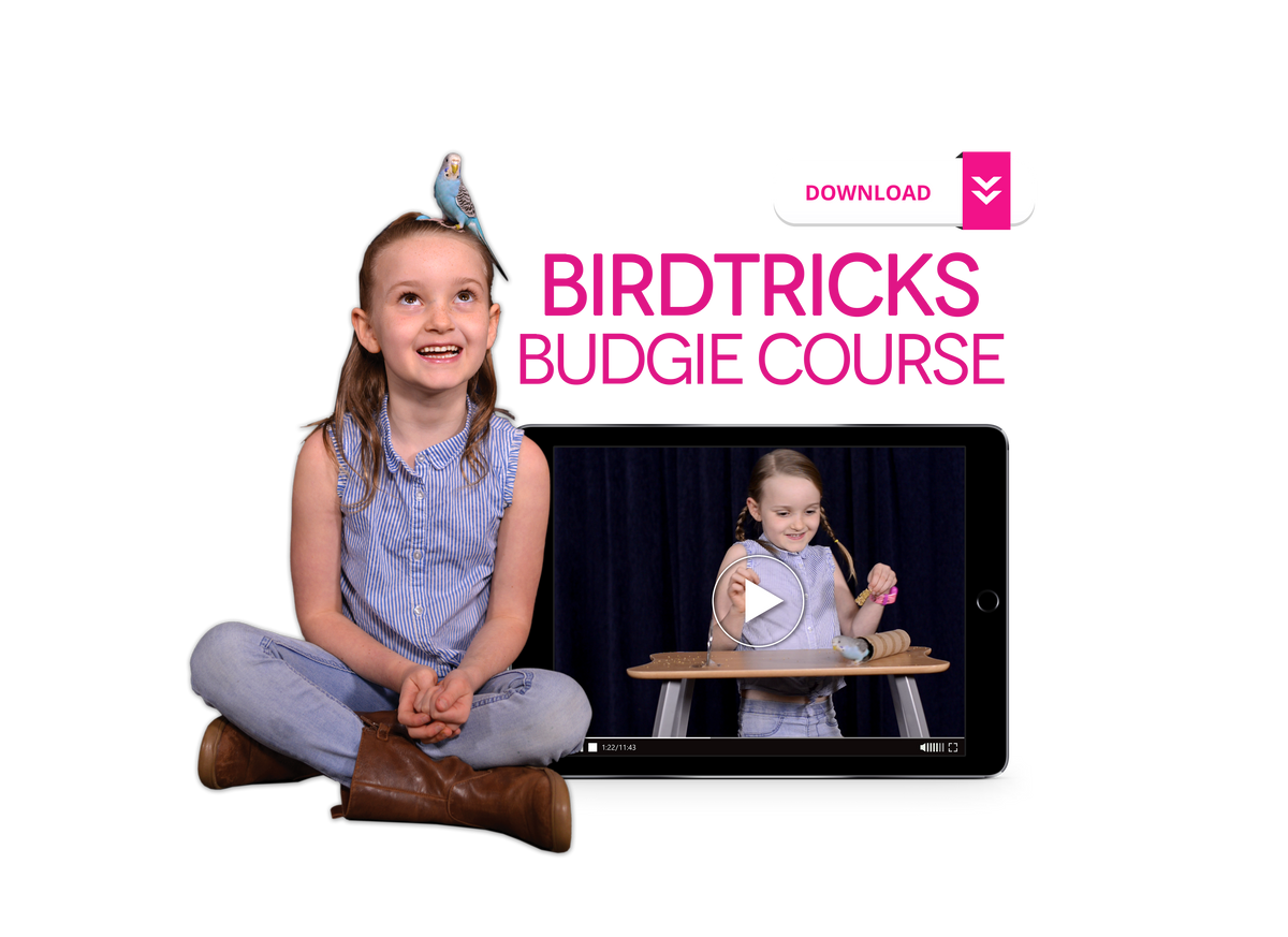 The Budgie Course