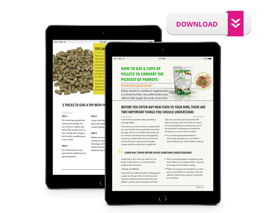 Guide For Introducing Our Pellets to Your Bird