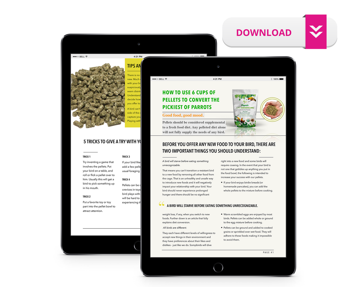 Guide For Introducing Our Pellets to Your Bird