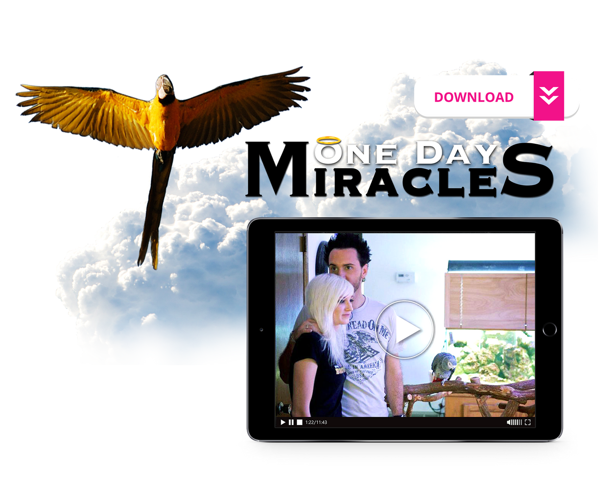 BirdTricks Training Course | Advanced Level