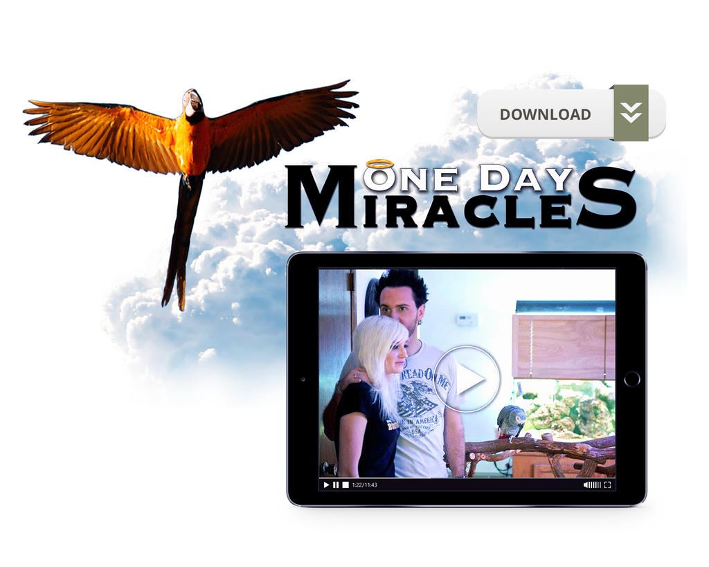 One Day Miracles