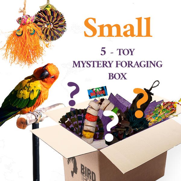 Foraging Toy Box (Bundle of 5)