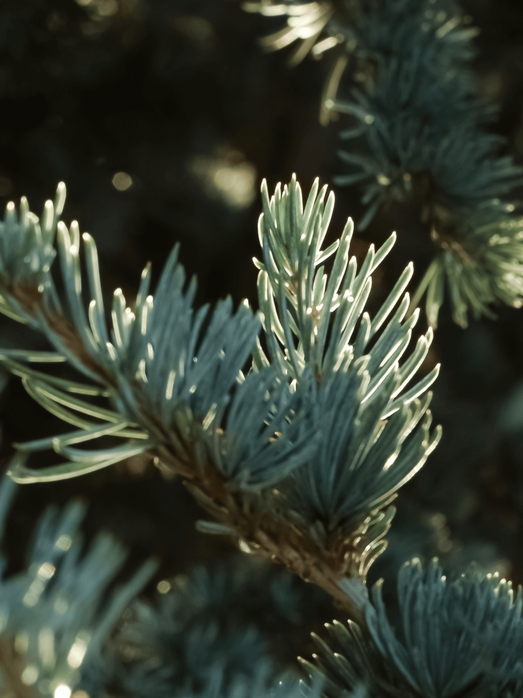 Spruce in Mist