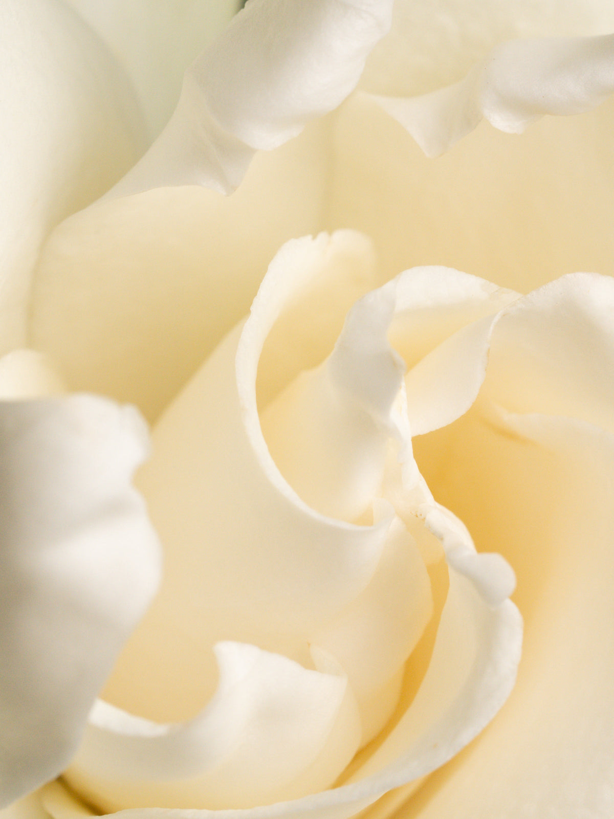 Fresh Cut Gardenia