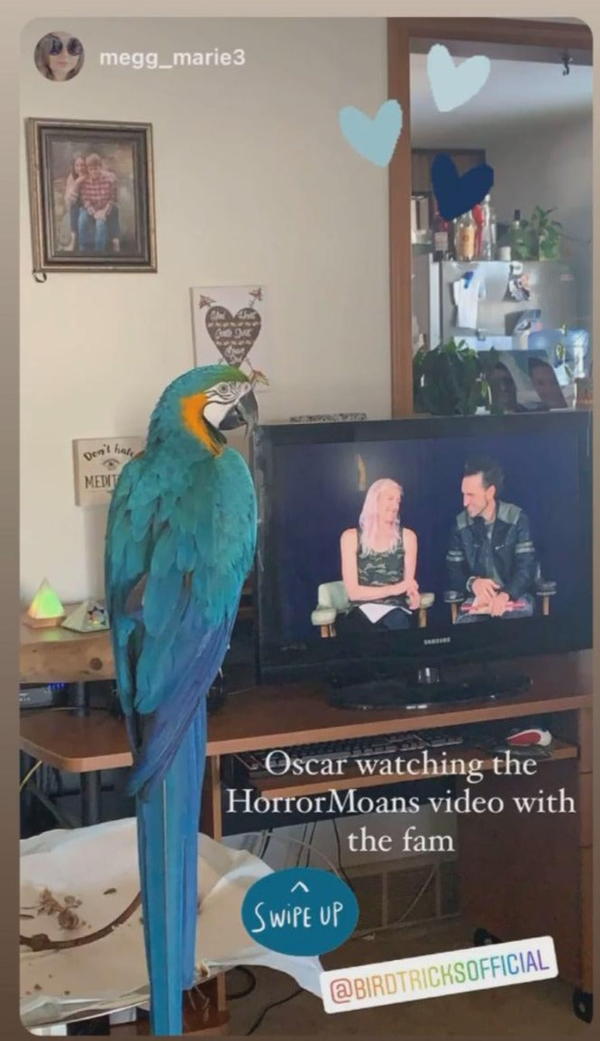 Horror-Moans (The Course on Parrot Hormones)