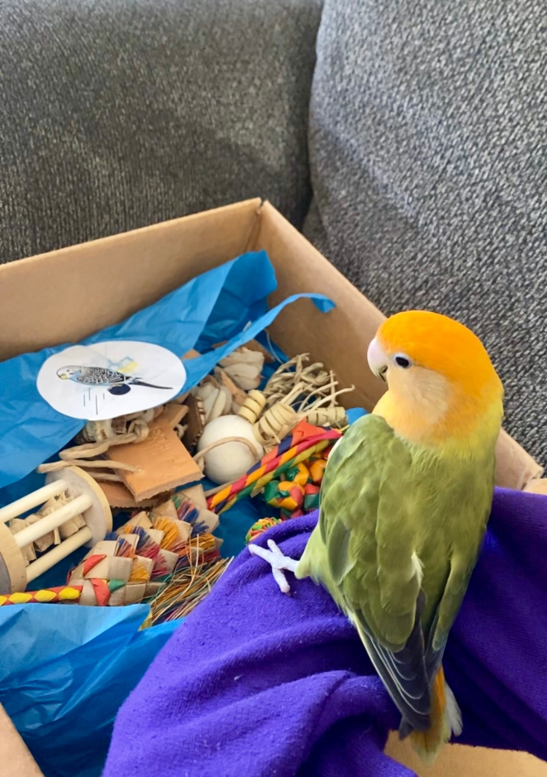 Tiny Toy Box (Bundle of 8)